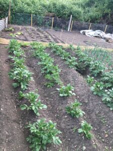 Allotment