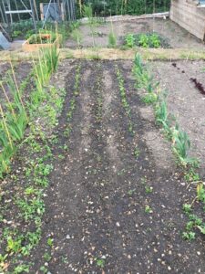 Allotment