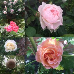 Image showing a range of roses